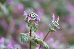 大雪(たいせつ)の朝