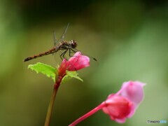 行く夏を惜しむ