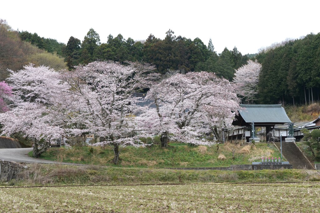 山のお寺に桜咲く