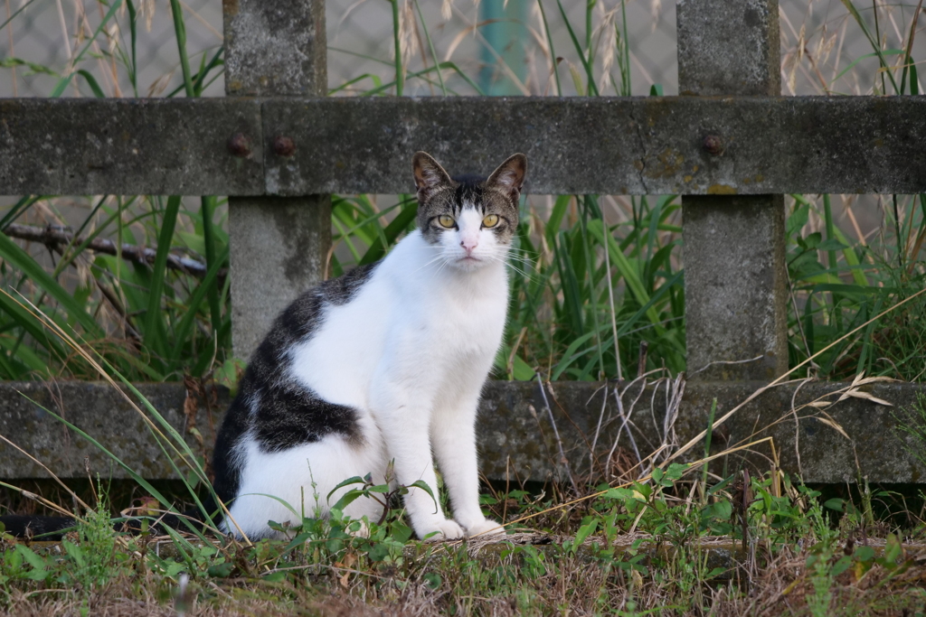 見つめあう