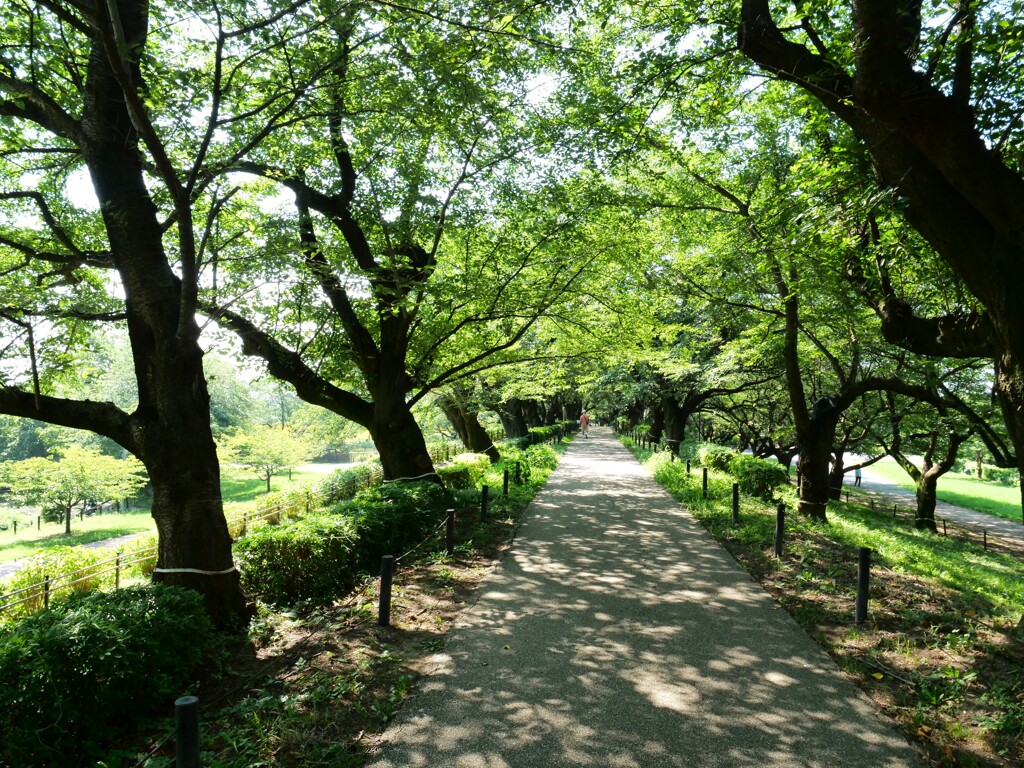 木陰の散歩道