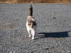 威圧感のある猫