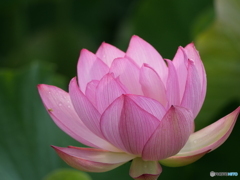 蓮の花 ３