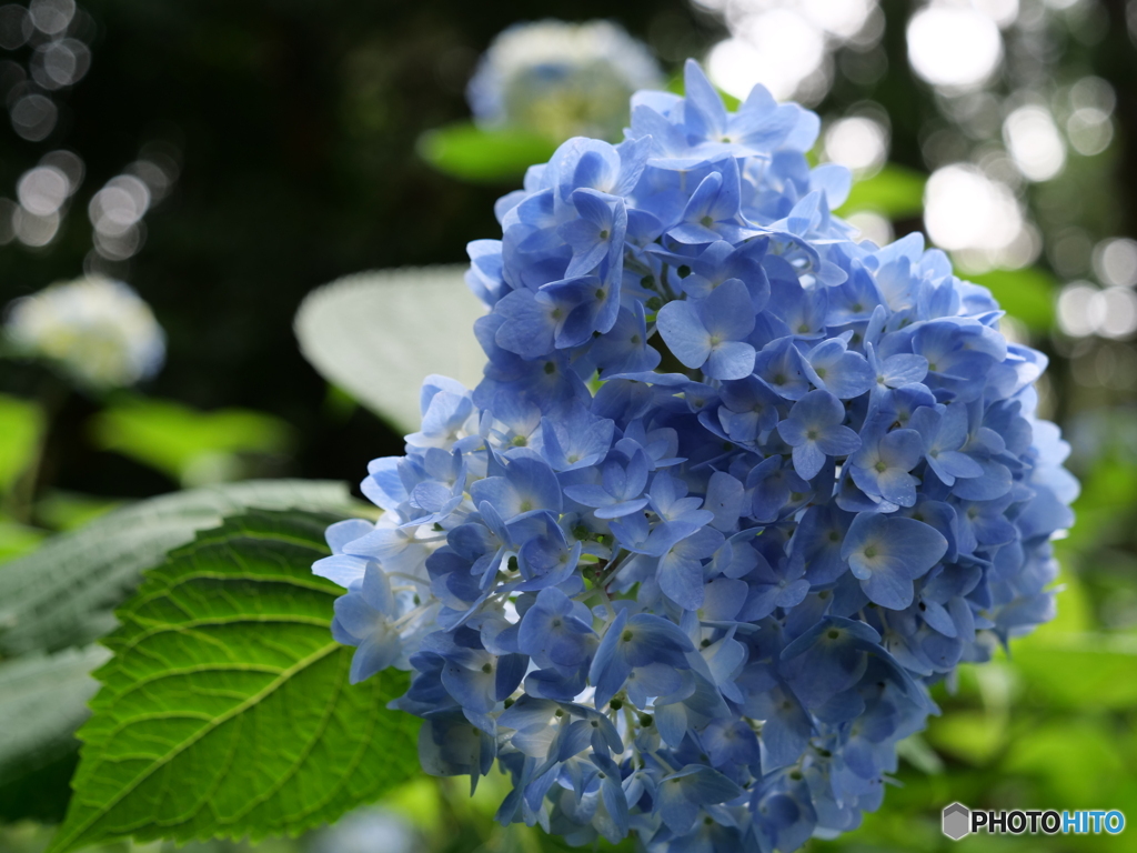 神社の紫陽花