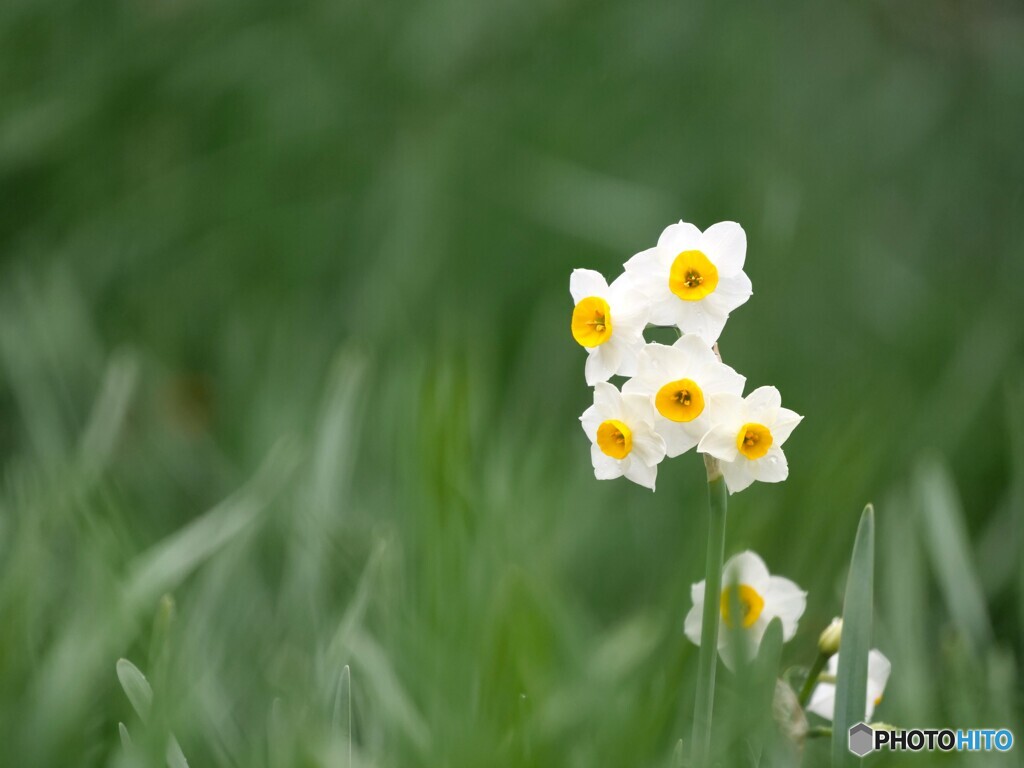 水仙