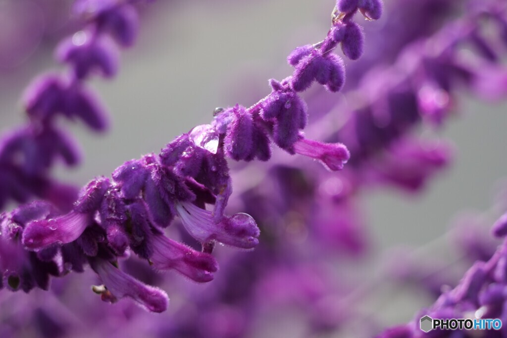 Deep Purple