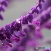 Deep Purple
