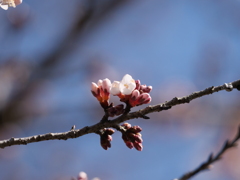 待ち遠しい桜の季節