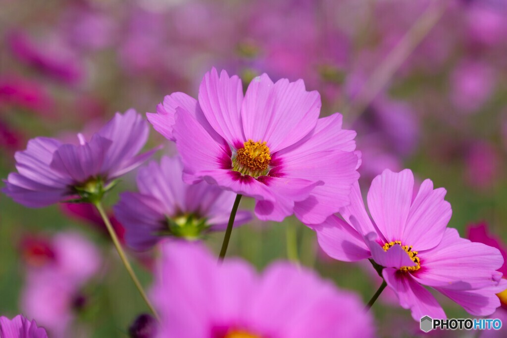 桃色秋桜