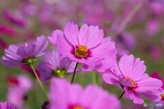 桃色秋桜