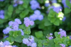 涼しそう・・