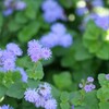 涼しそう・・