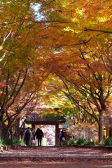 紅葉