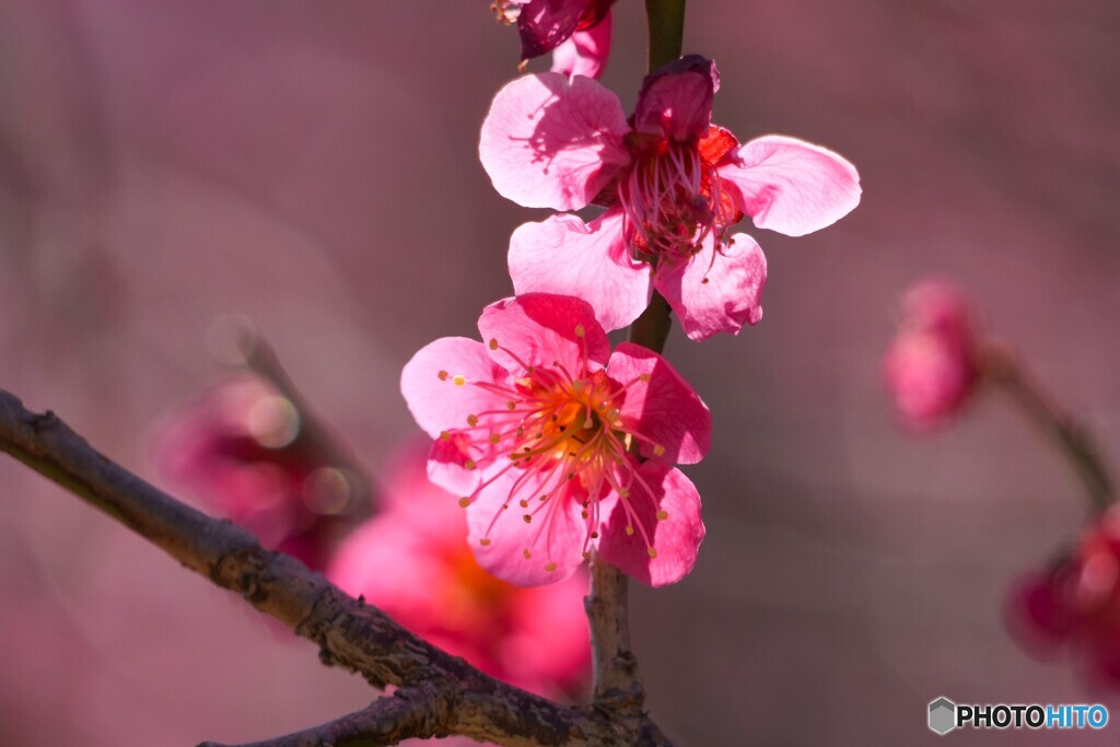 梅の花