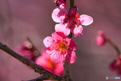 梅の花