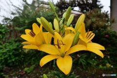 梅雨の合間に 2/2