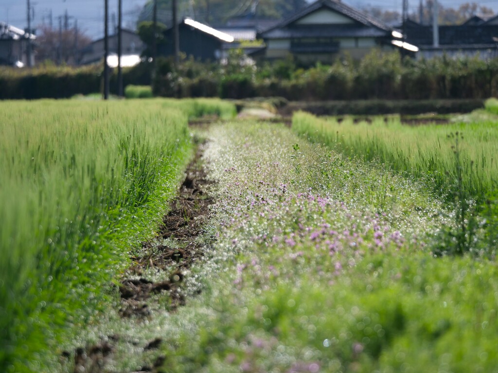 麦畑のプラットホーム