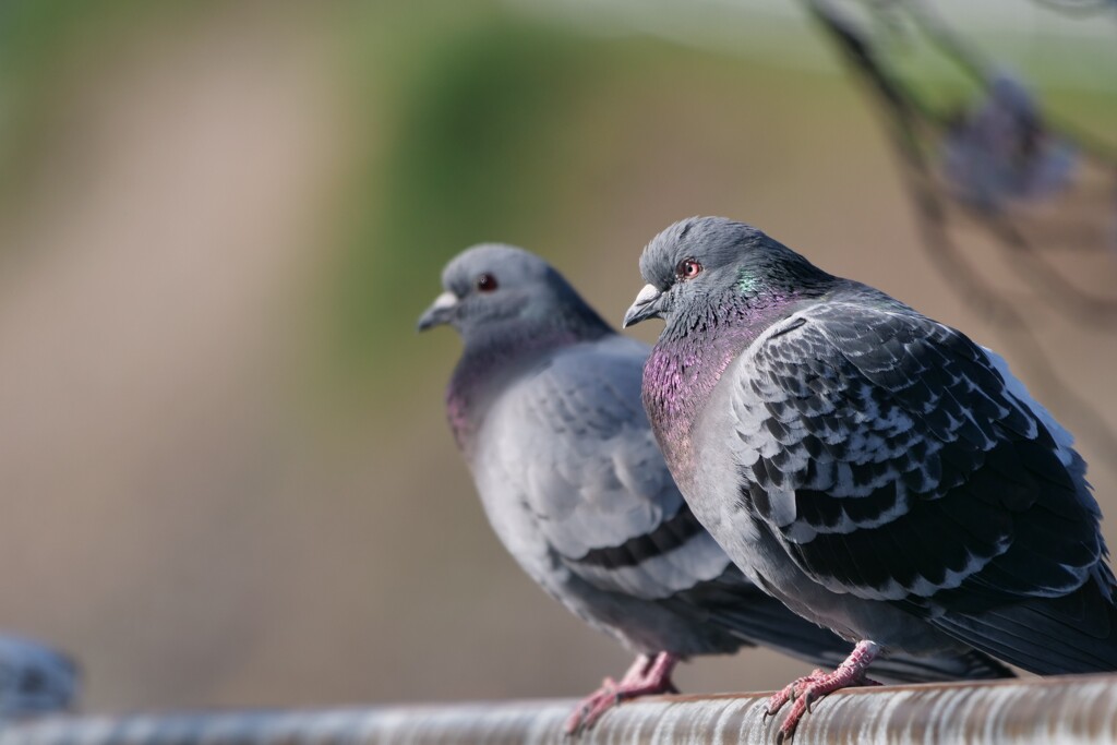 鳩