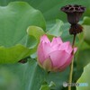 影を慕いて