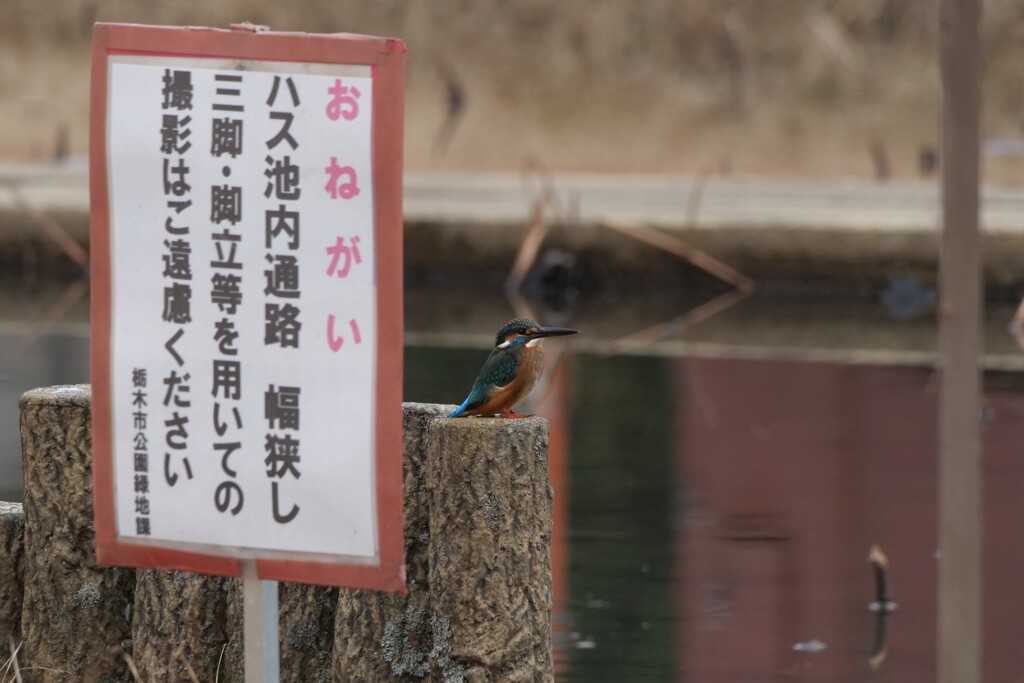ハス池の管理人