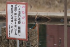 ハス池の管理人