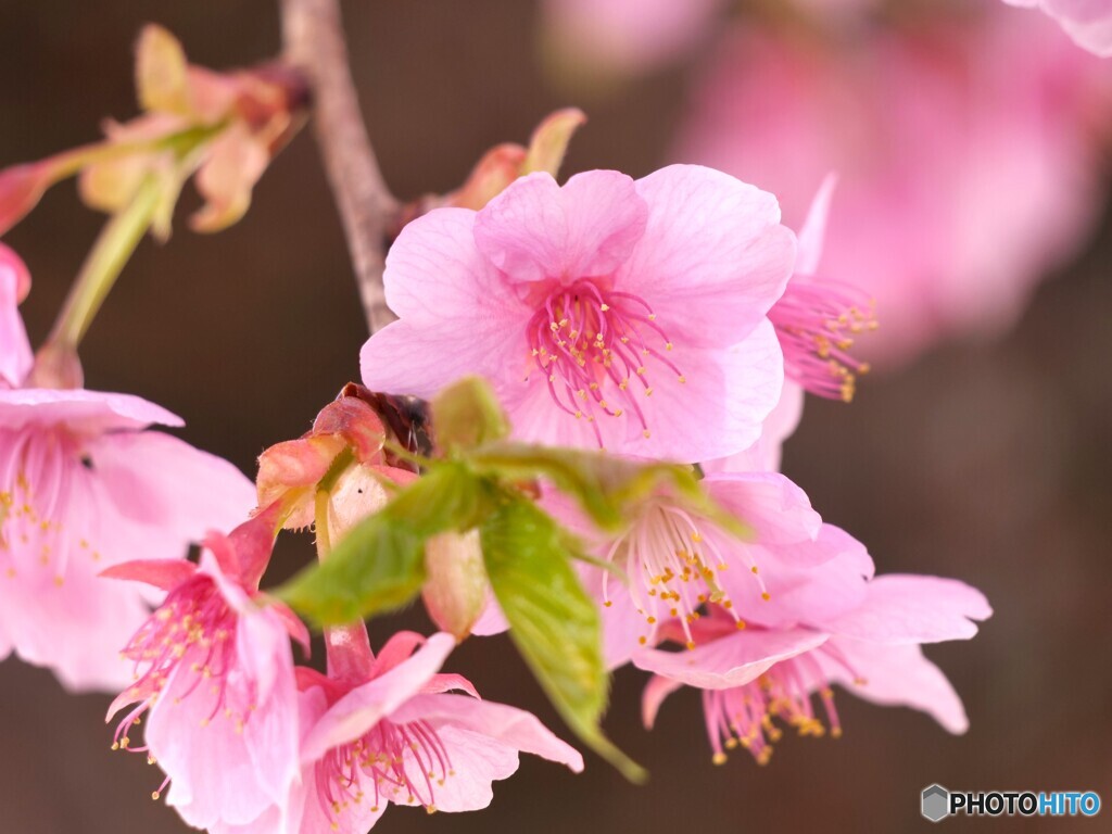 河津桜