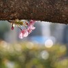 宇都宮城址公園にて