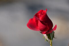 The Rose