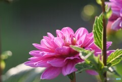向夏の候