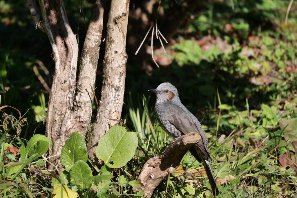 公園のヒヨドリさん