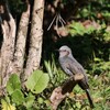 公園のヒヨドリさん