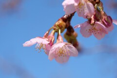 春先小紅を歌いながら