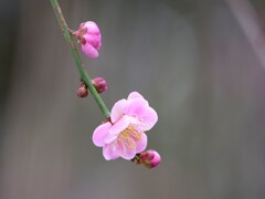 梅の優しさ
