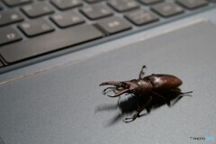 クワガタムシ