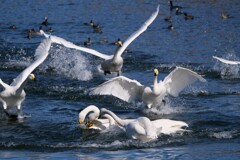 パン食い競争 1/2