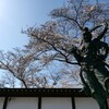 春光