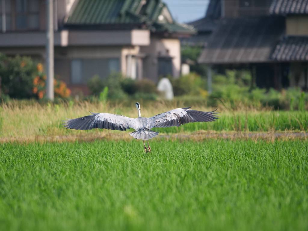 逃げる