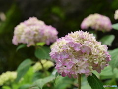 紫陽花の季節