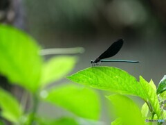無題です。
