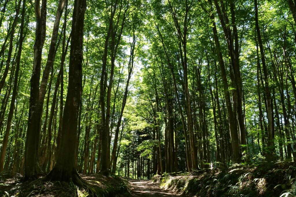 最後の夏の様相