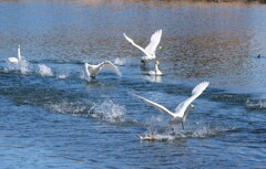 尾長鴨 そこのけそこのけ 白鳥が通る