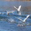 尾長鴨 そこのけそこのけ 白鳥が通る