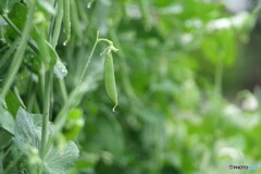 花から実へ