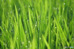 朝の田んぼ