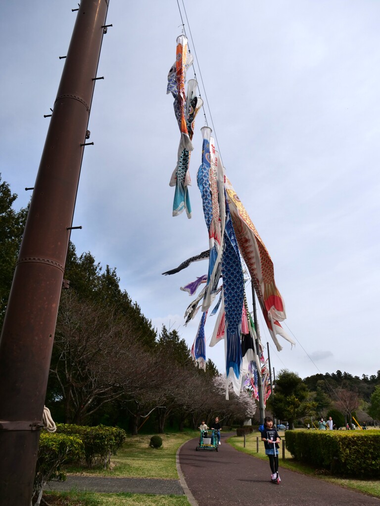 公園と鯉のぼり
