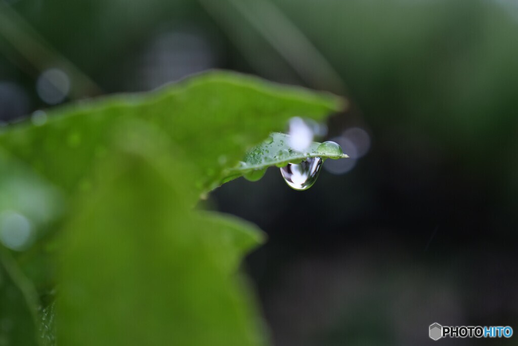 雫