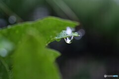 雫