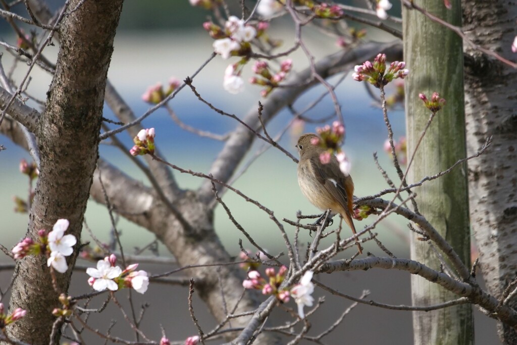 春なのに