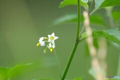 ちいさな花