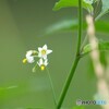 ちいさな花